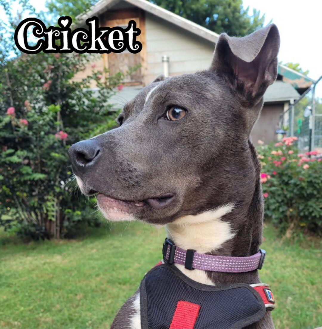 Cricket